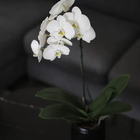 度假居 埃琳娜别墅 梅纳焦